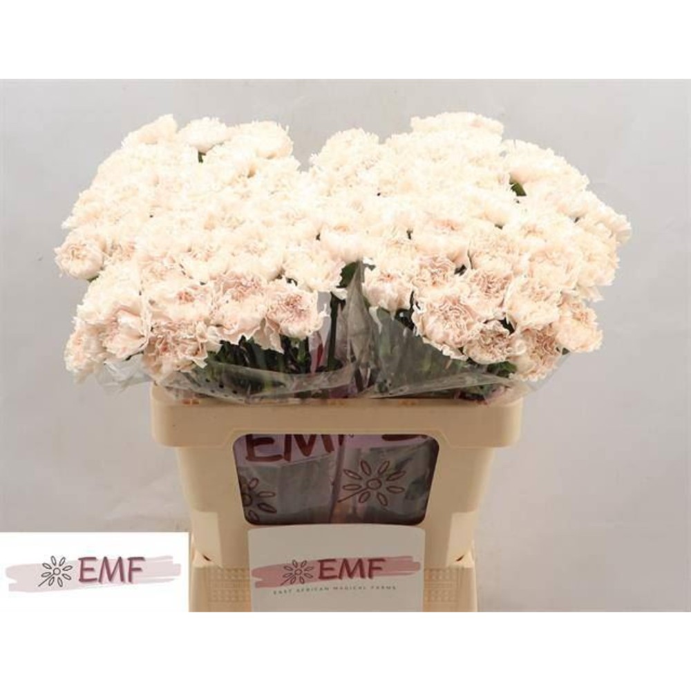 Гвоздика "Брют"