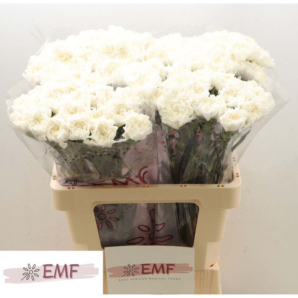 Гвоздика "Холлі"