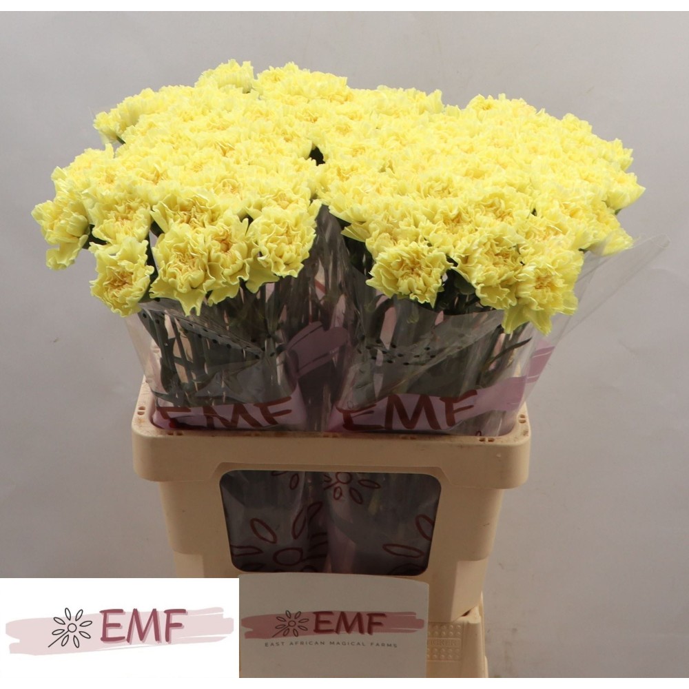 Гвоздика "Ермес"