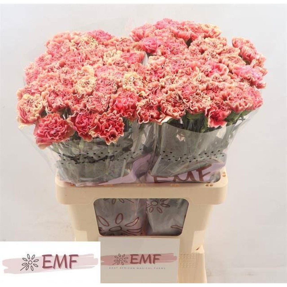 Гвоздика "Воу"