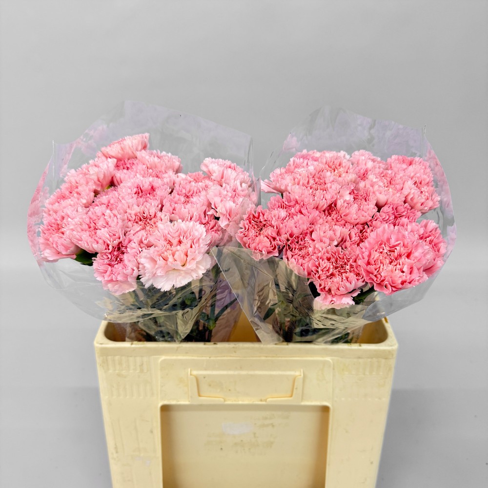 Гвоздика "Жоди"