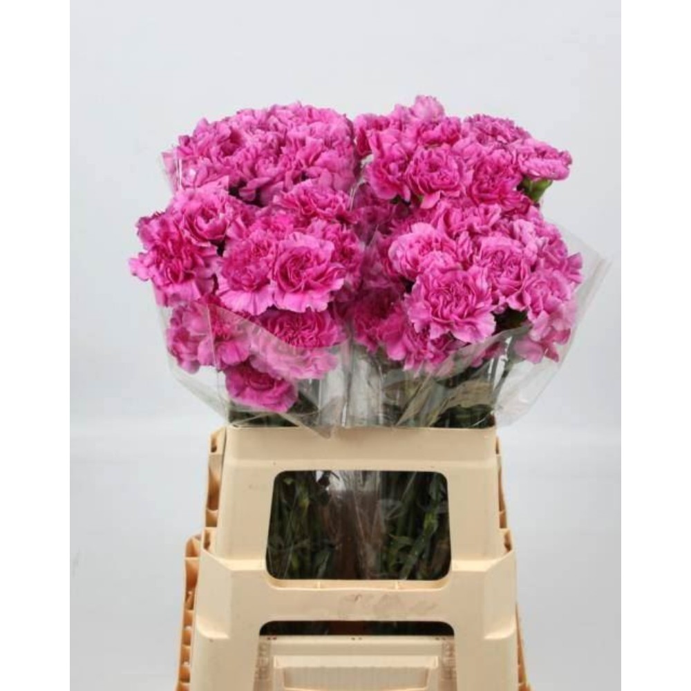 Гвоздика "Фаріда"