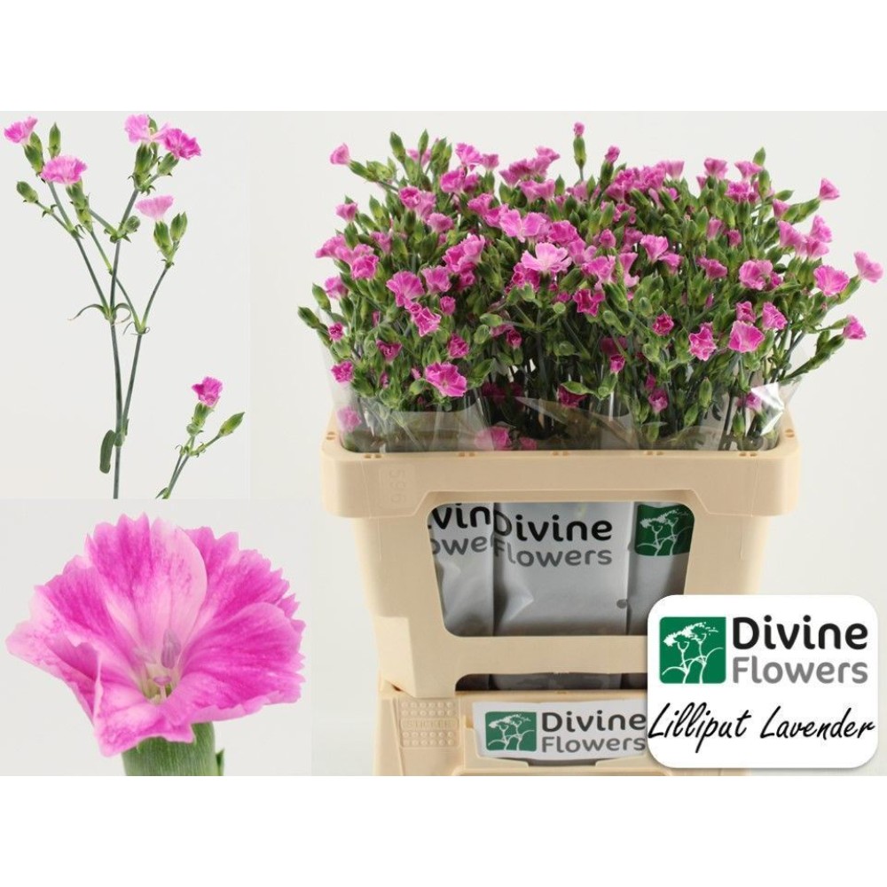 Гвоздика Спрей "Ліліпут Лавандер"