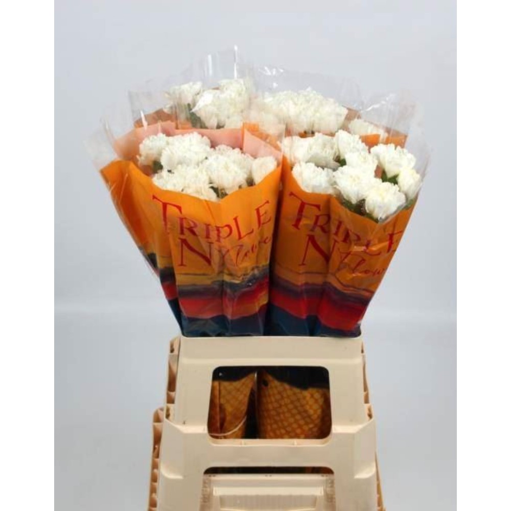 Гвоздика "Наварро"