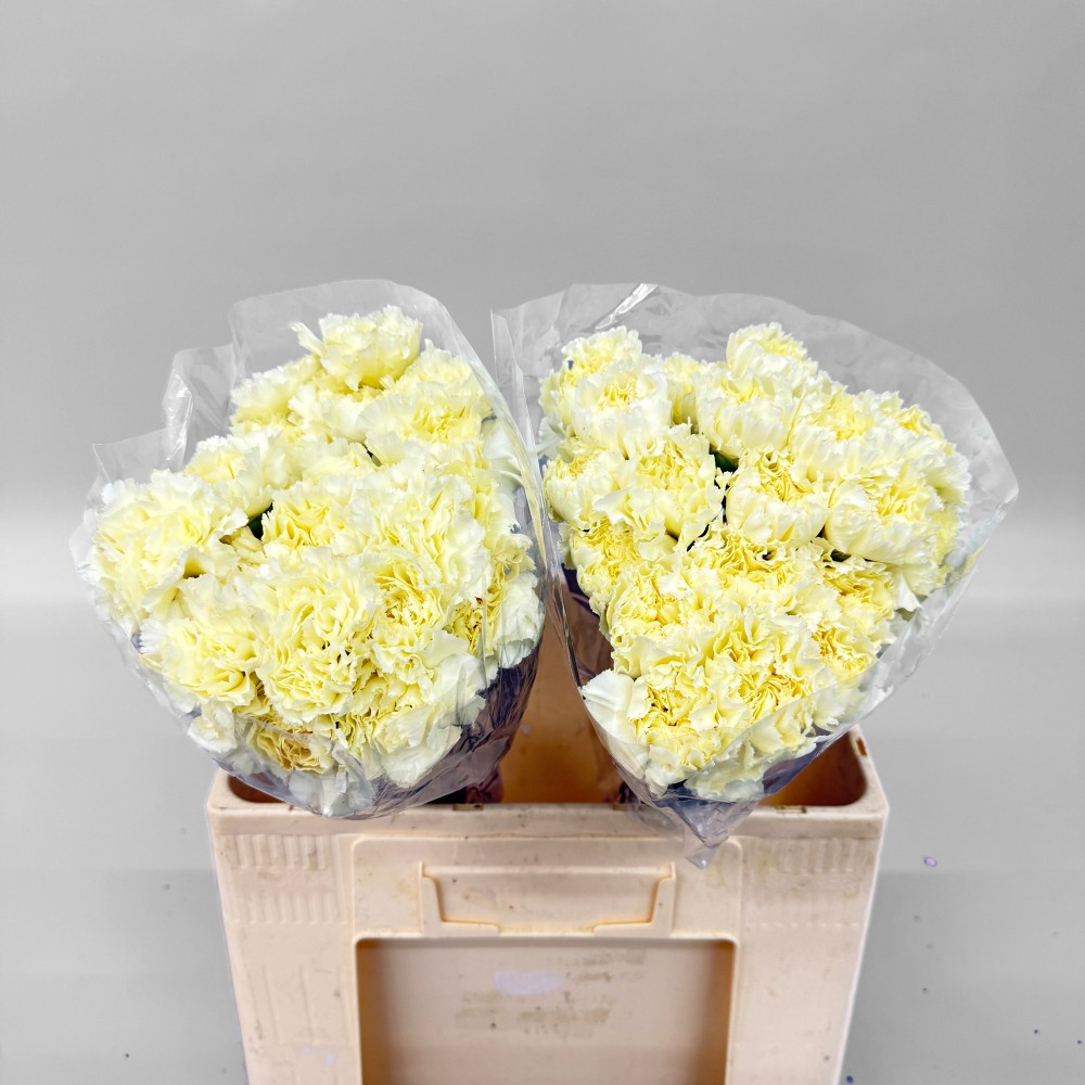 Гвоздика "Ділетта Крема"