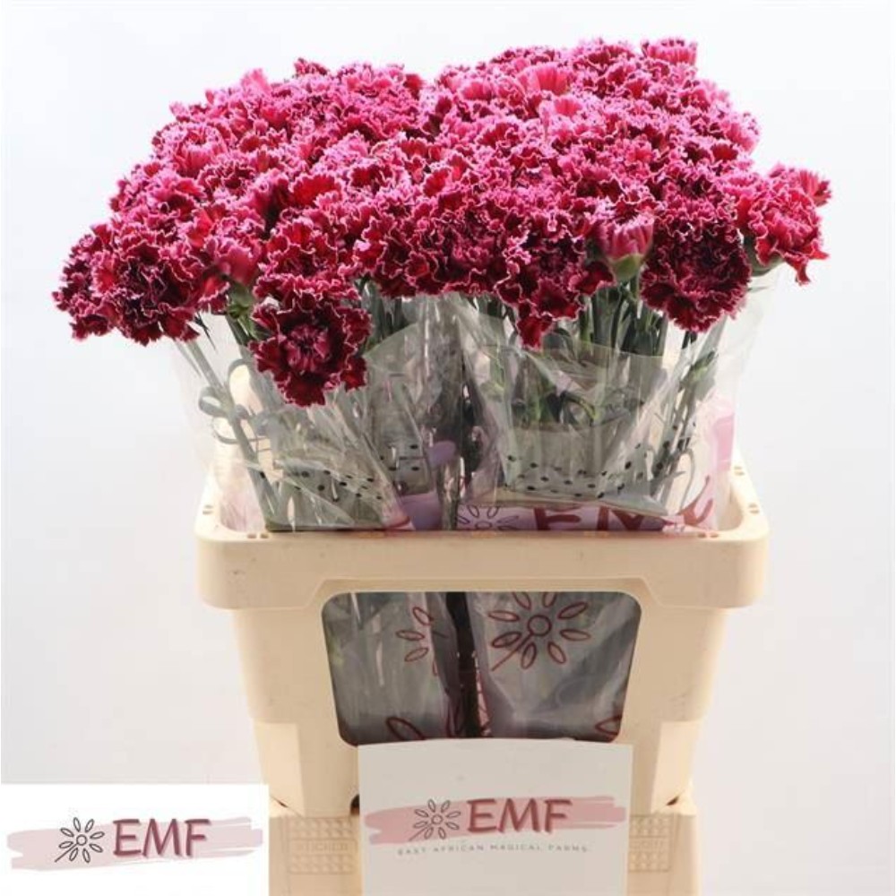 Гвоздика "Ноббіо Бургунді"