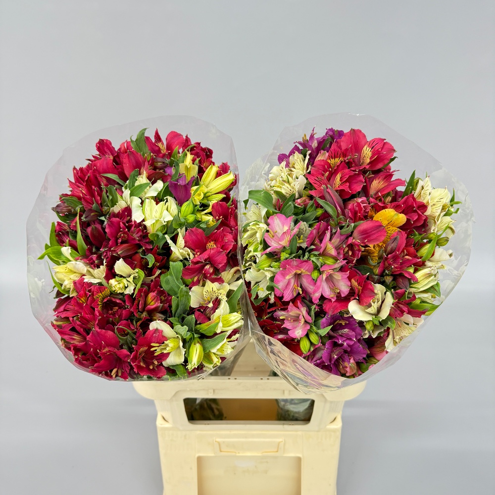 Альстромерія "Мікс" 5+ бут.