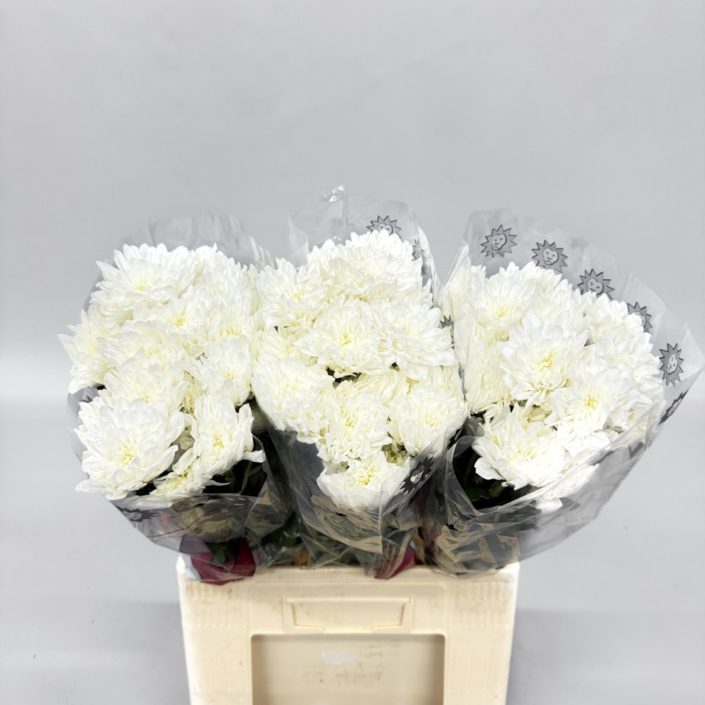 Хризантема "Балтика"