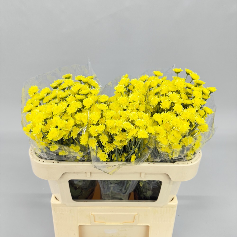 CHR T STALLION YELLO