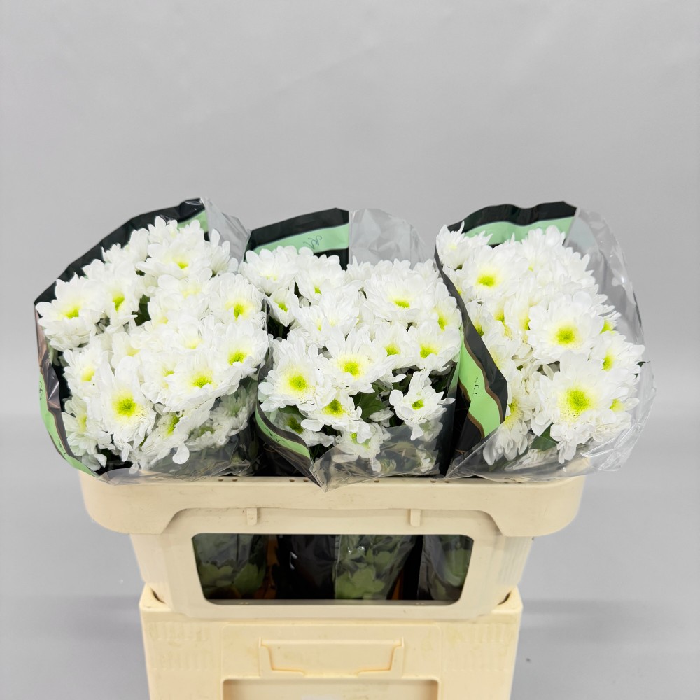 Хризантема "Радість"