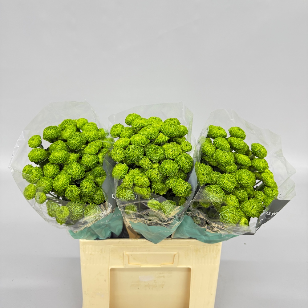 Сhrysanthemum "Deligreen"