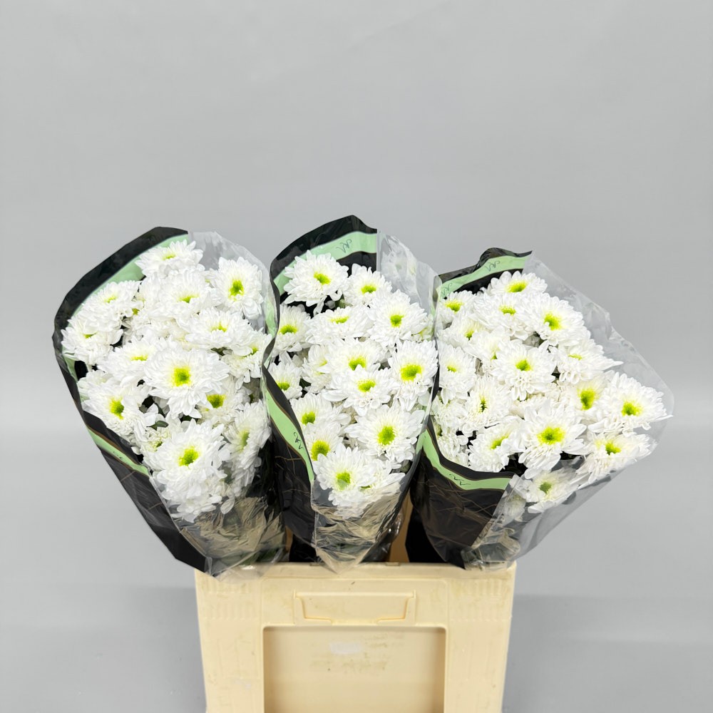 Хризантема "Командор"