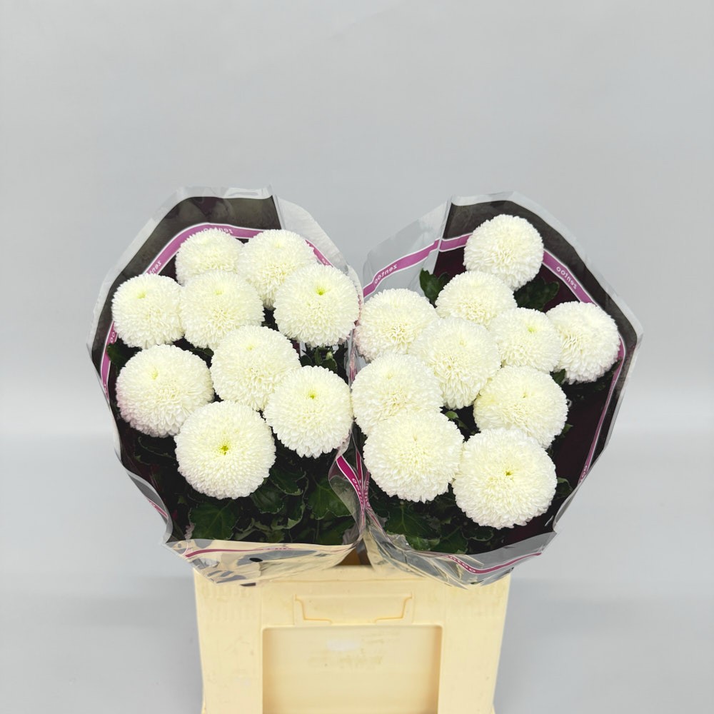 Хризантема "Супербоул"