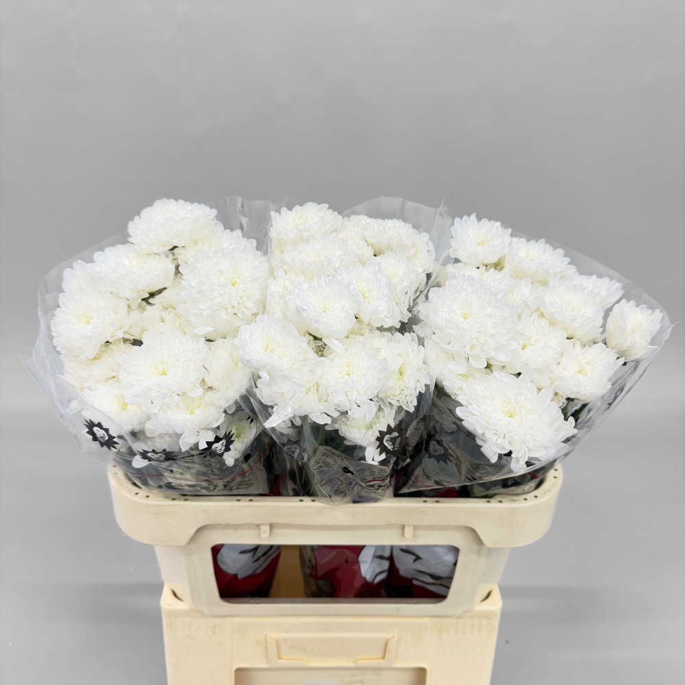 Хризантема "Алтай"