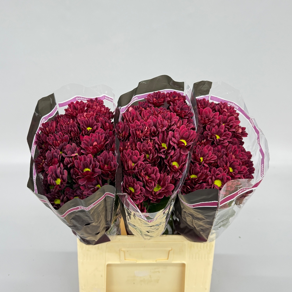 Хризантема "Мексікано"