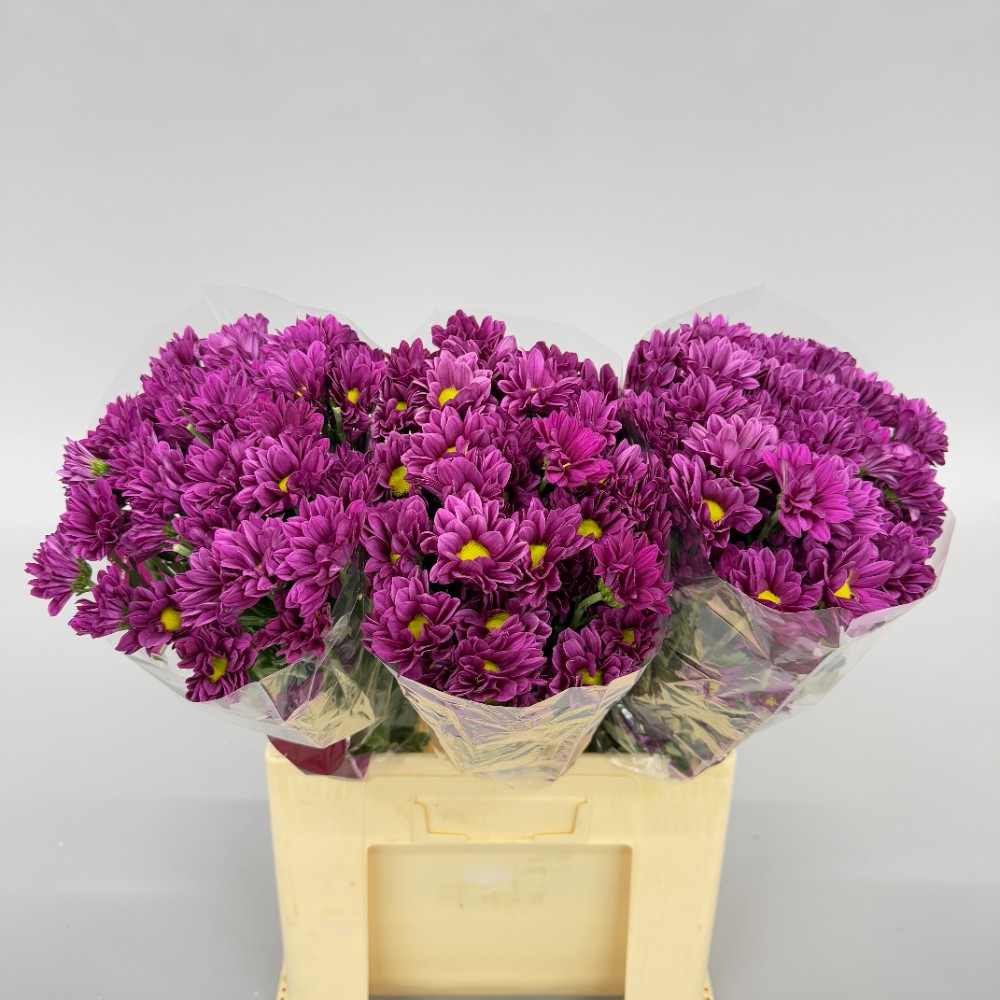 Сhrysanthemum "Purple Star"