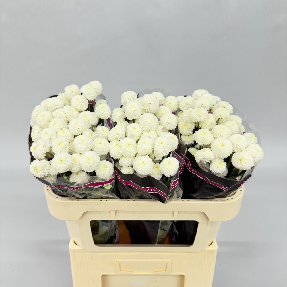 Хризантема "Ньютон"