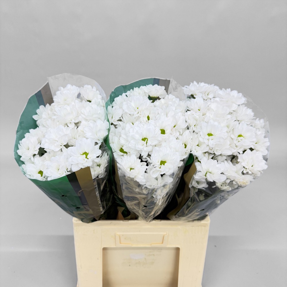 Хризантема "Кеннеді"