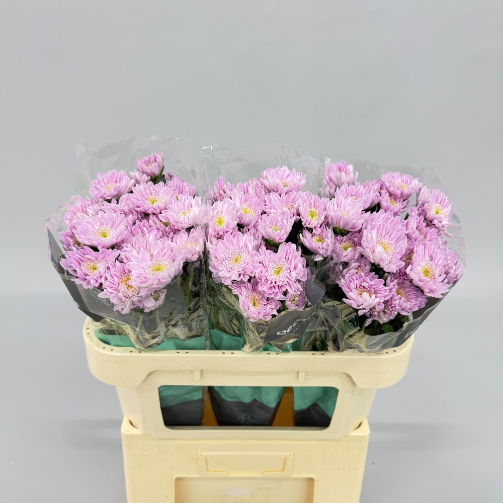 Хризантема "Оптиміст"