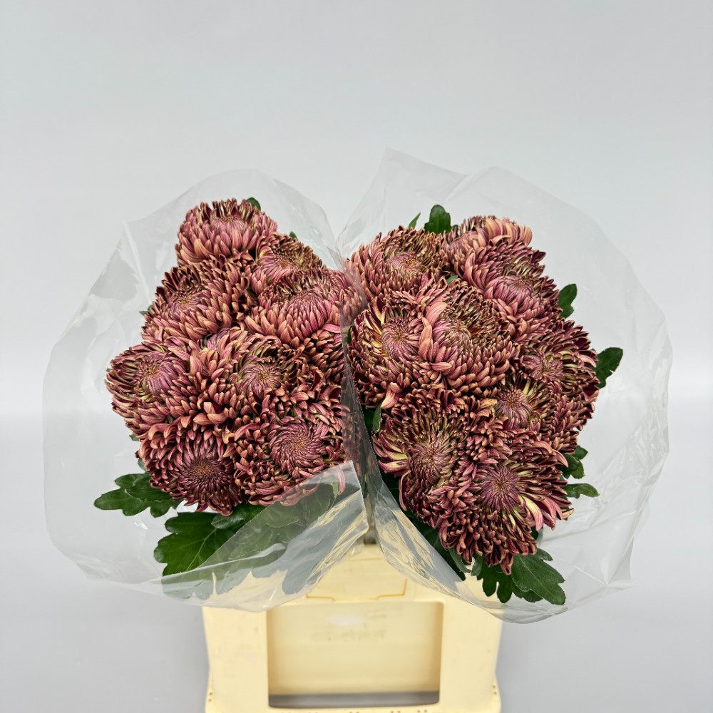 Хризантема "Бігуді Ред"