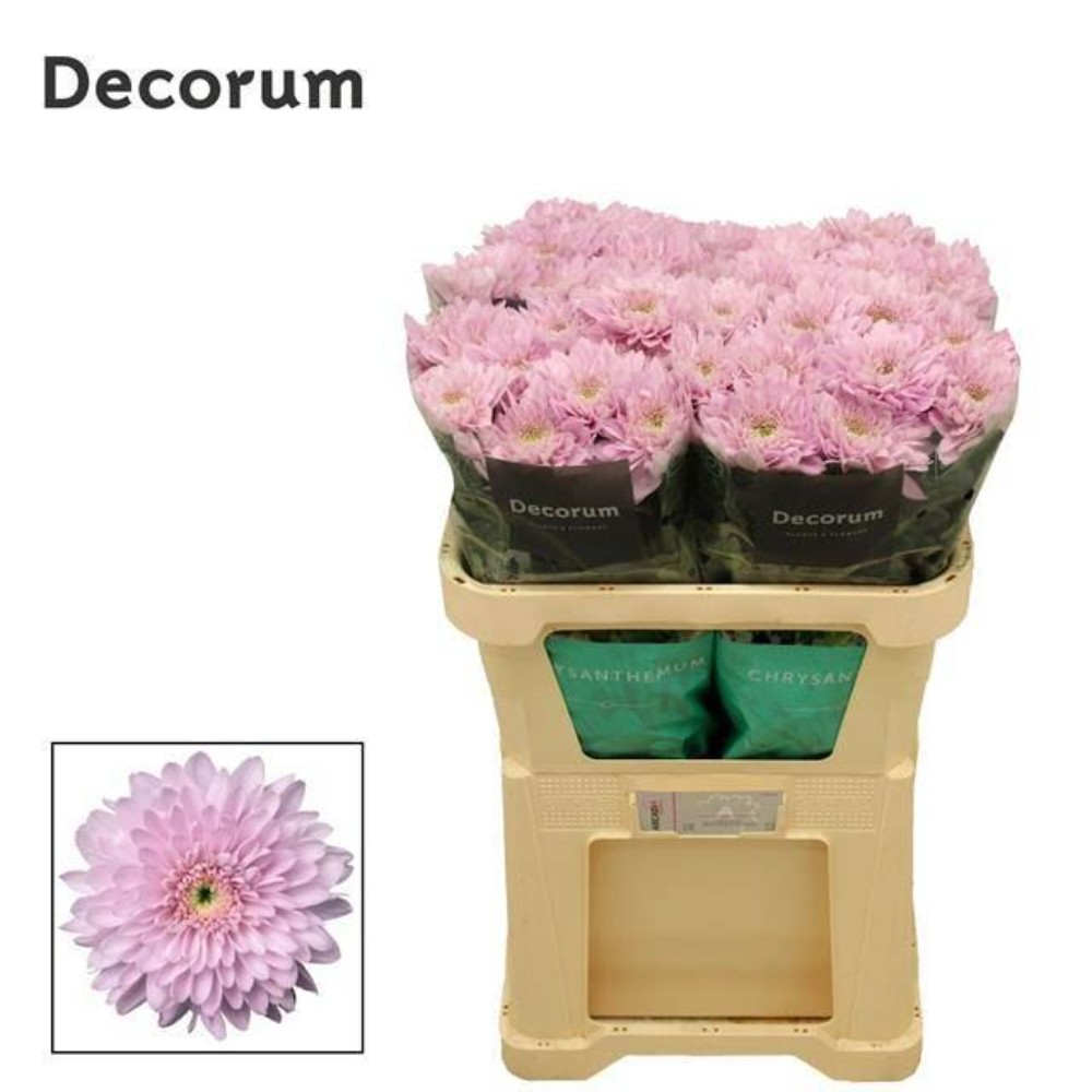 Хризантема "Петрушка"