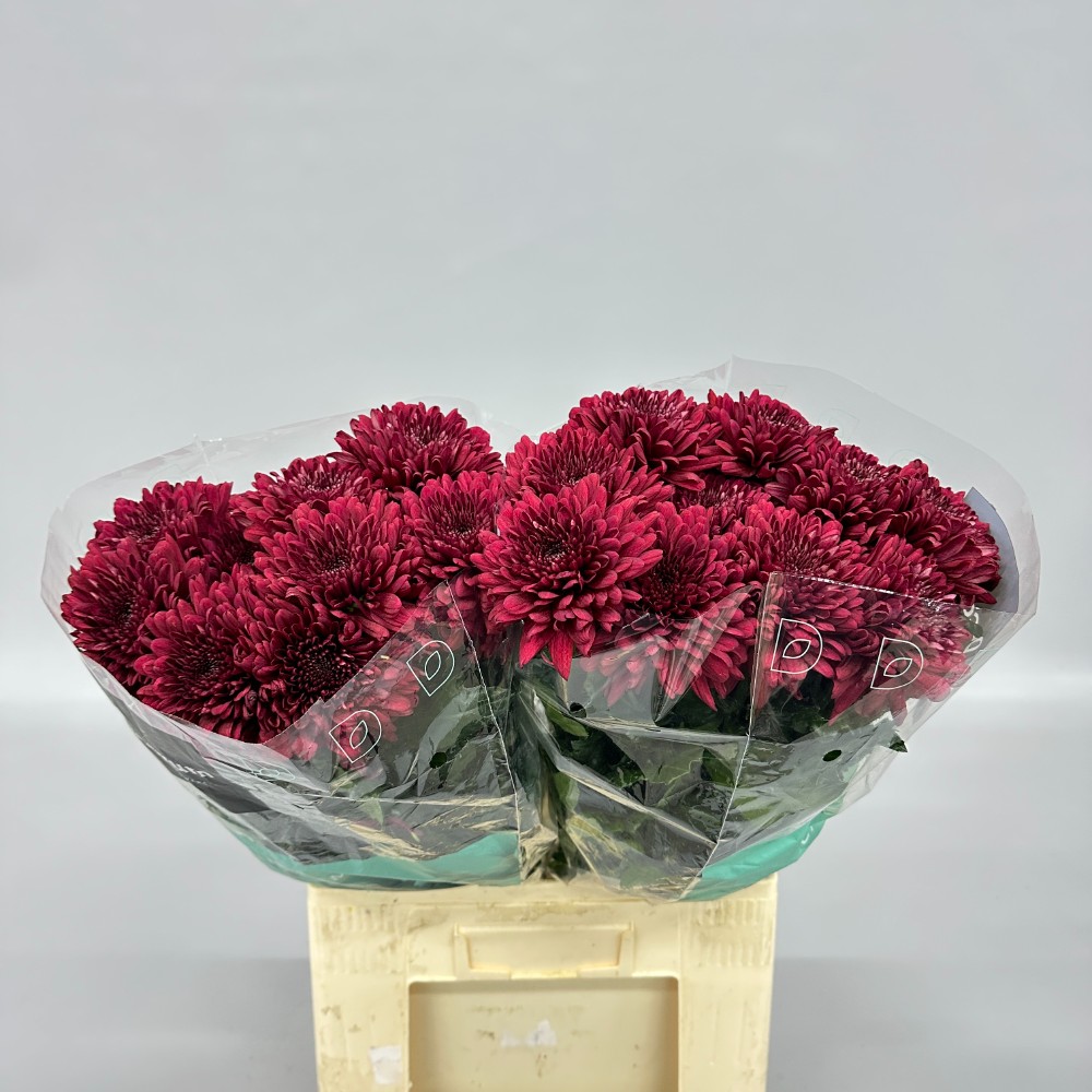 Хризантема "Ламіра Червона"