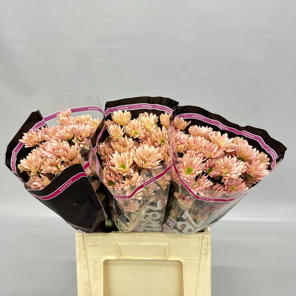 Хризантема "Катінька Салмон"