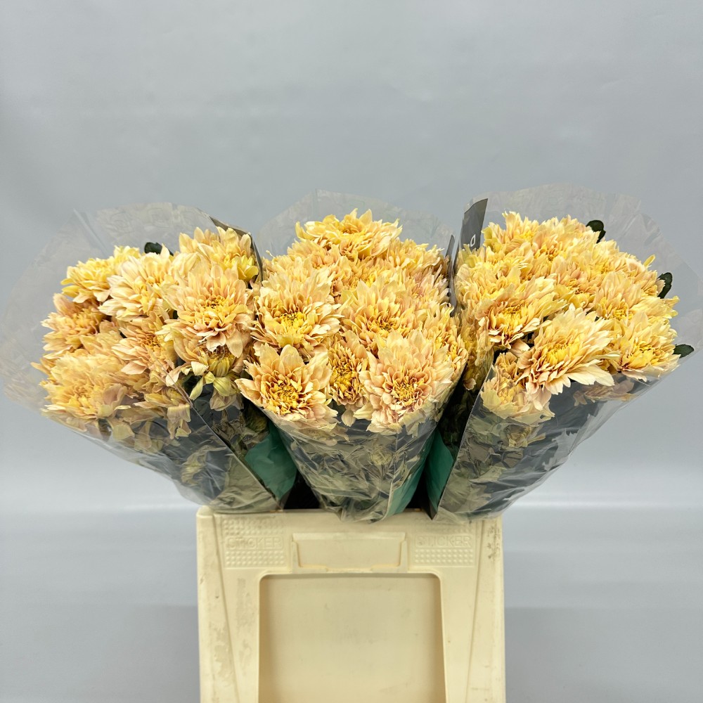 Хризантема "Калімба Салмон"