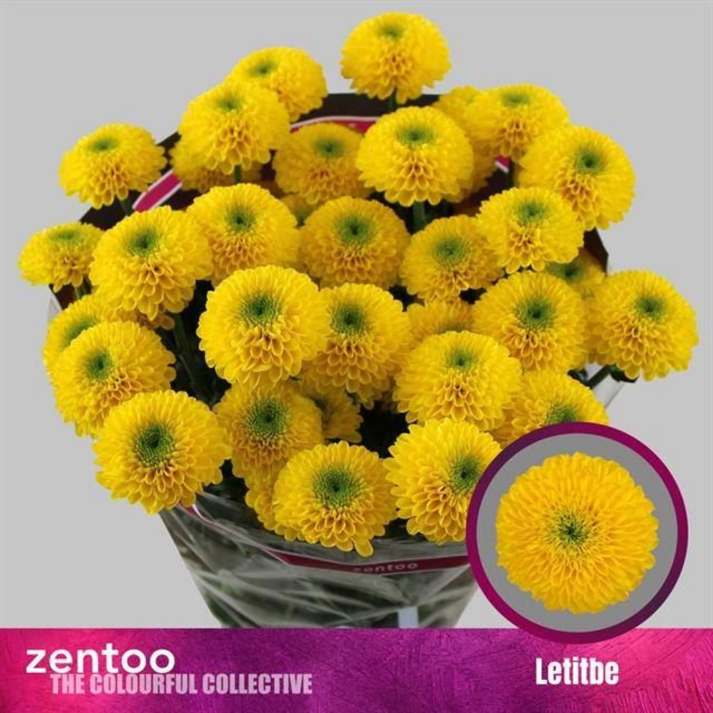 Хризантема Спрей "Летітбі"