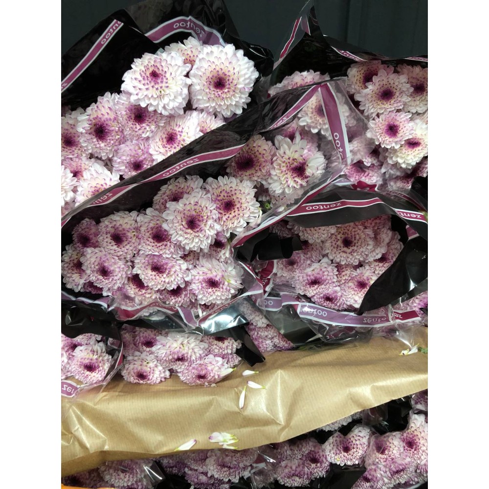 Хризантема "Аббей"