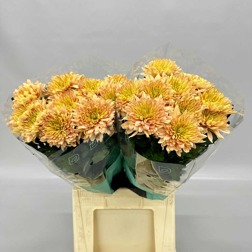 Хризантема "Калімба Кремова"