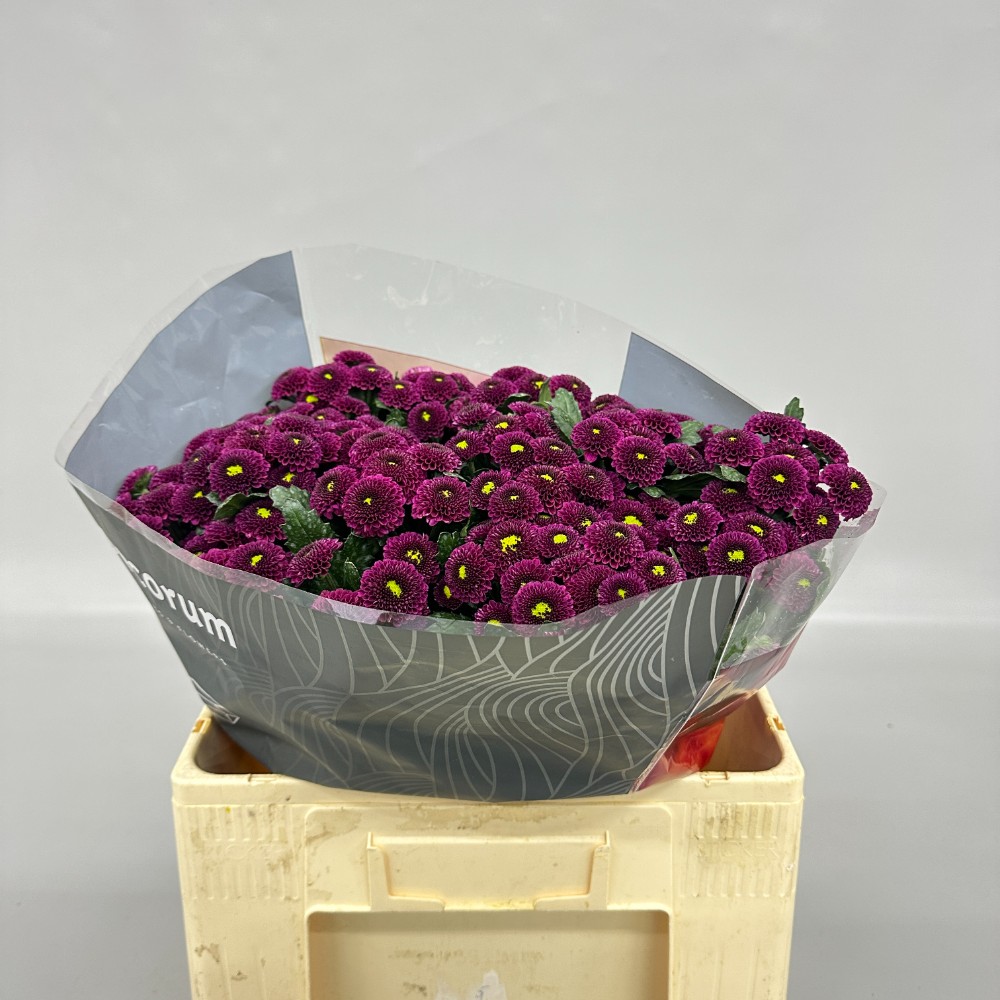 Хризантема сантіні "Пурпетта"