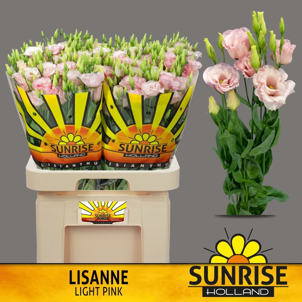 Еустома "Лісанн Світло Рожева"