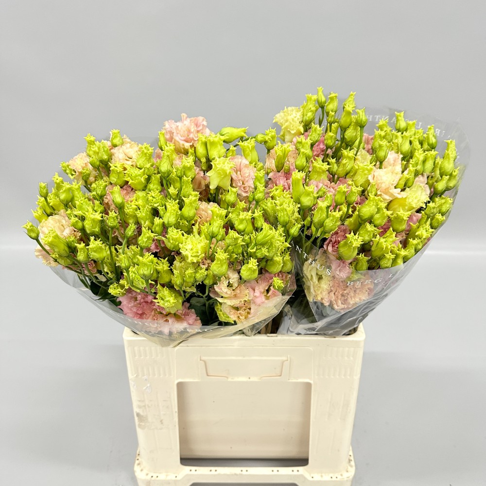 Еустома "Аліса Шампань"