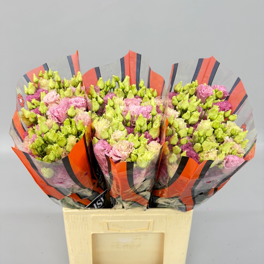 Еустома "Аліса Рожева"