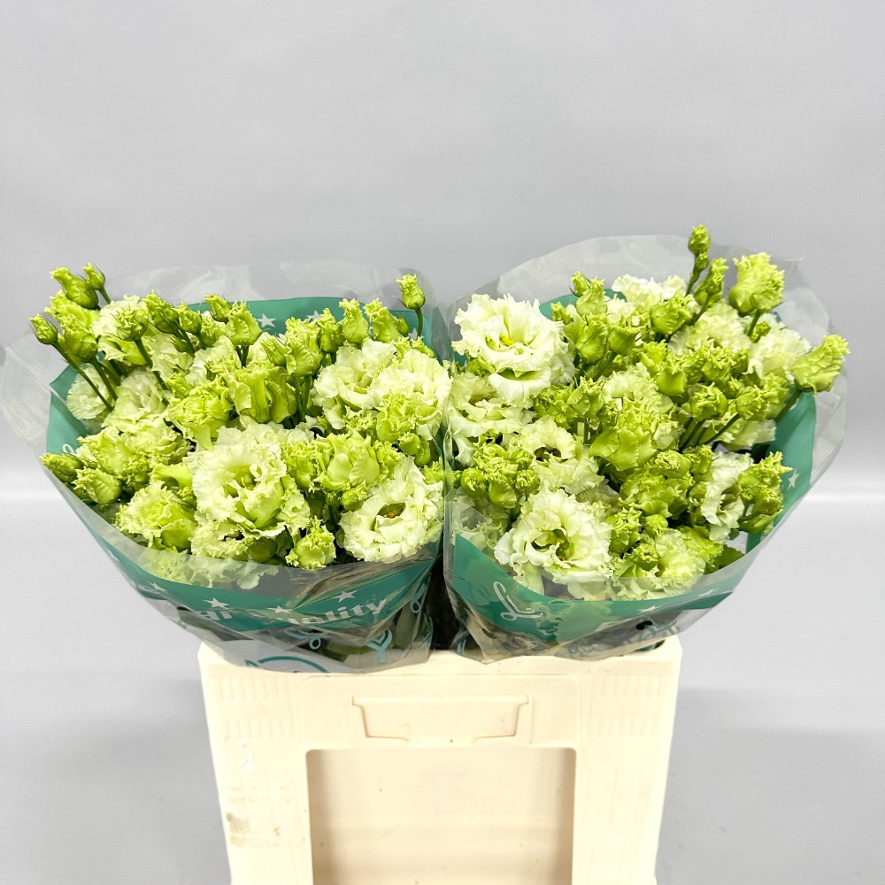 Еустома "Аліса Зелена"