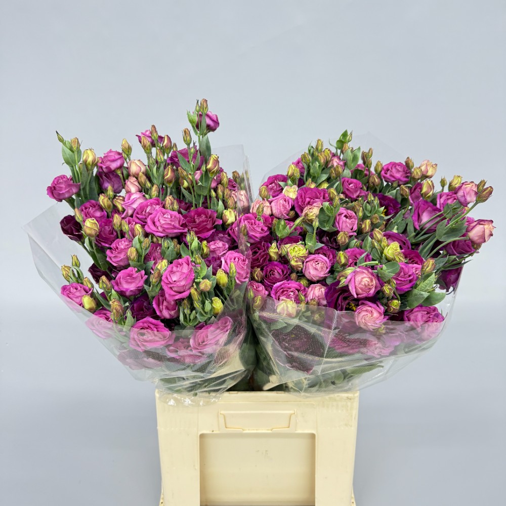 Eustoma is local "Dark Pink" (Standart)