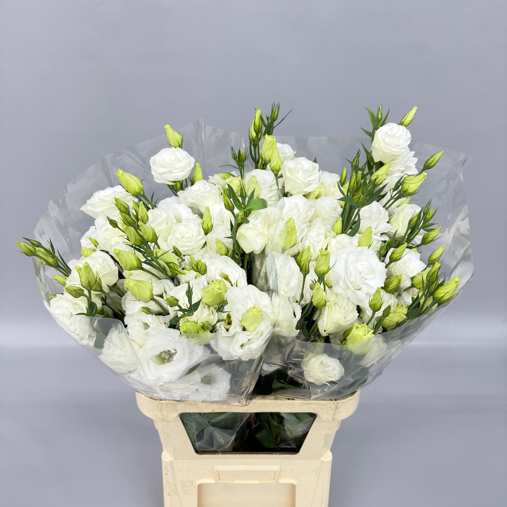 Eustoma is local "White" (Standart)