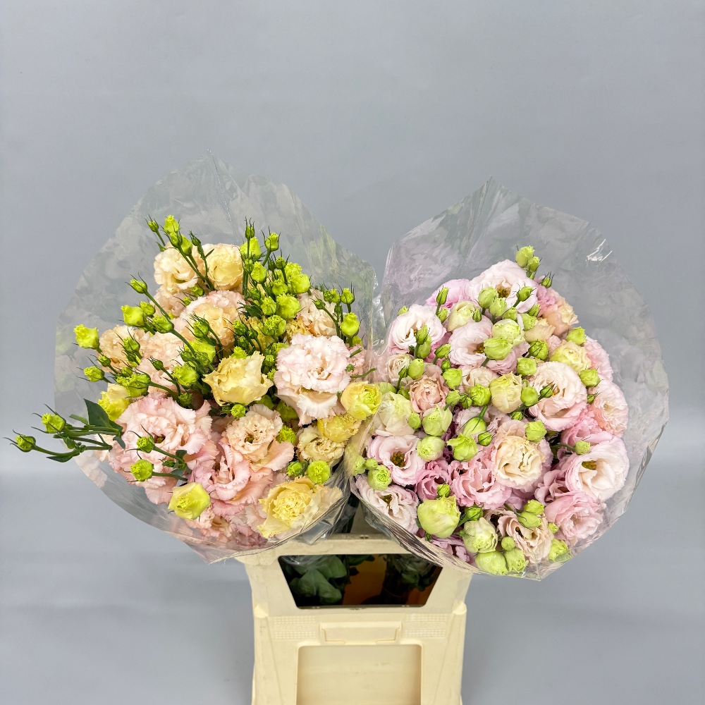 Eustoma is local "Alisa Champagne" (Standart)