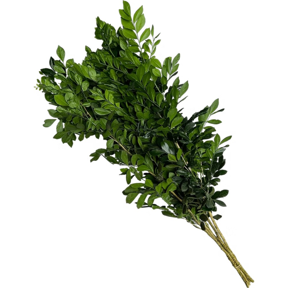 Листя Кави (пуч.)