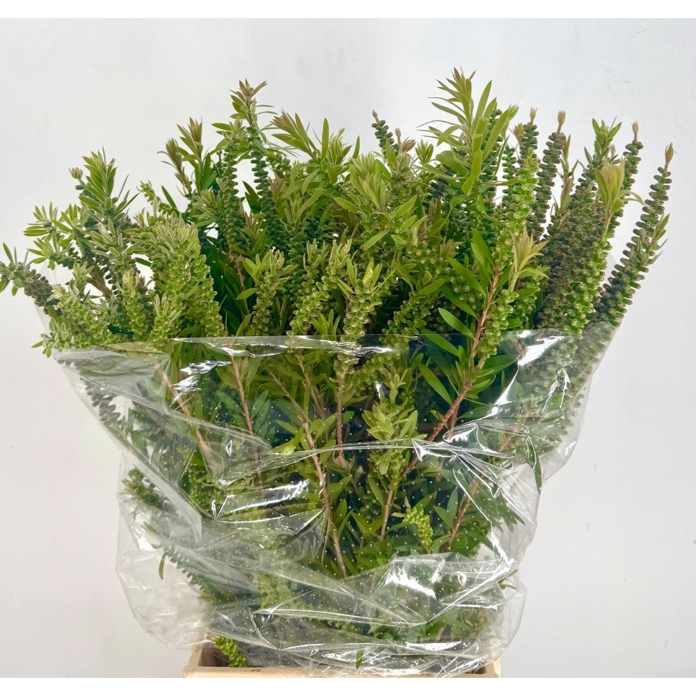 Каллістемон (пуч.)