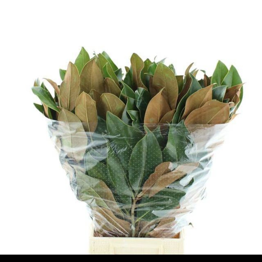 Лист Магнолії (пуч.)