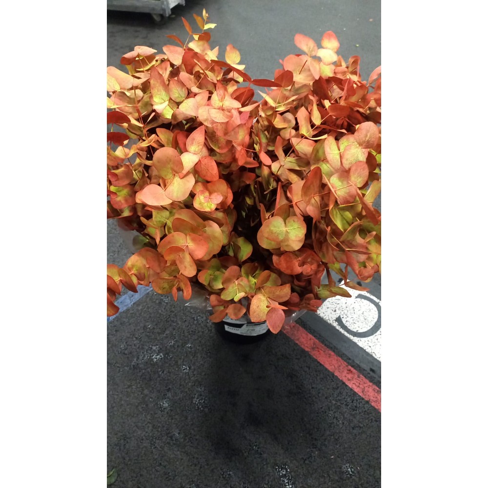 EUC CIN KLB P BOS H%