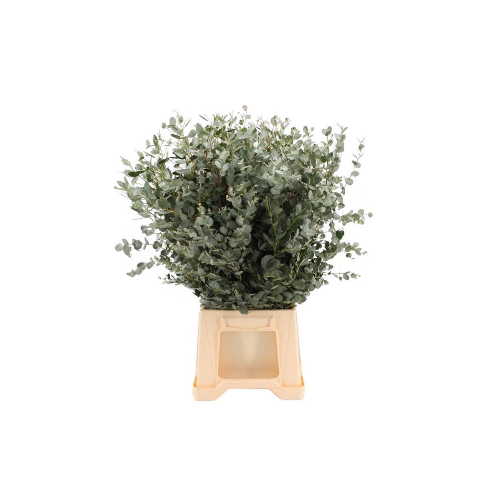 Евкаліпт "Гуні" (пуч.)