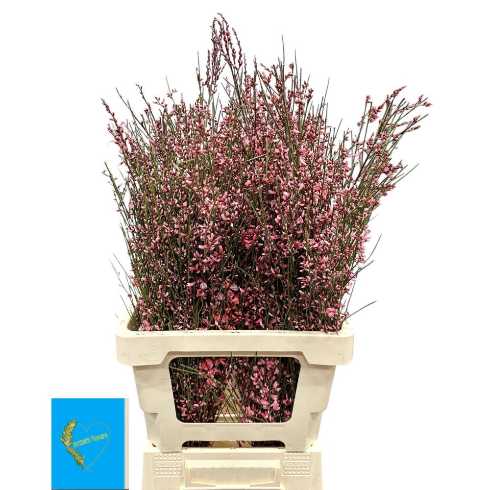 Дженестра рожева, (пуч.)