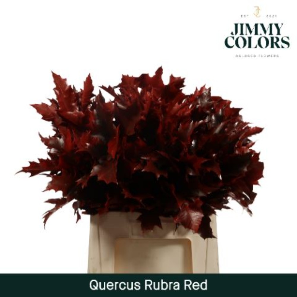 Куеркас "Rubra Red"