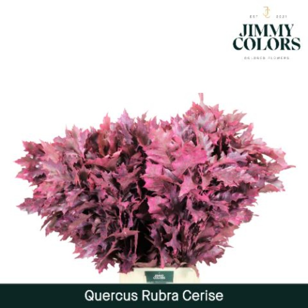 Куеркас "Rubra Cerise"