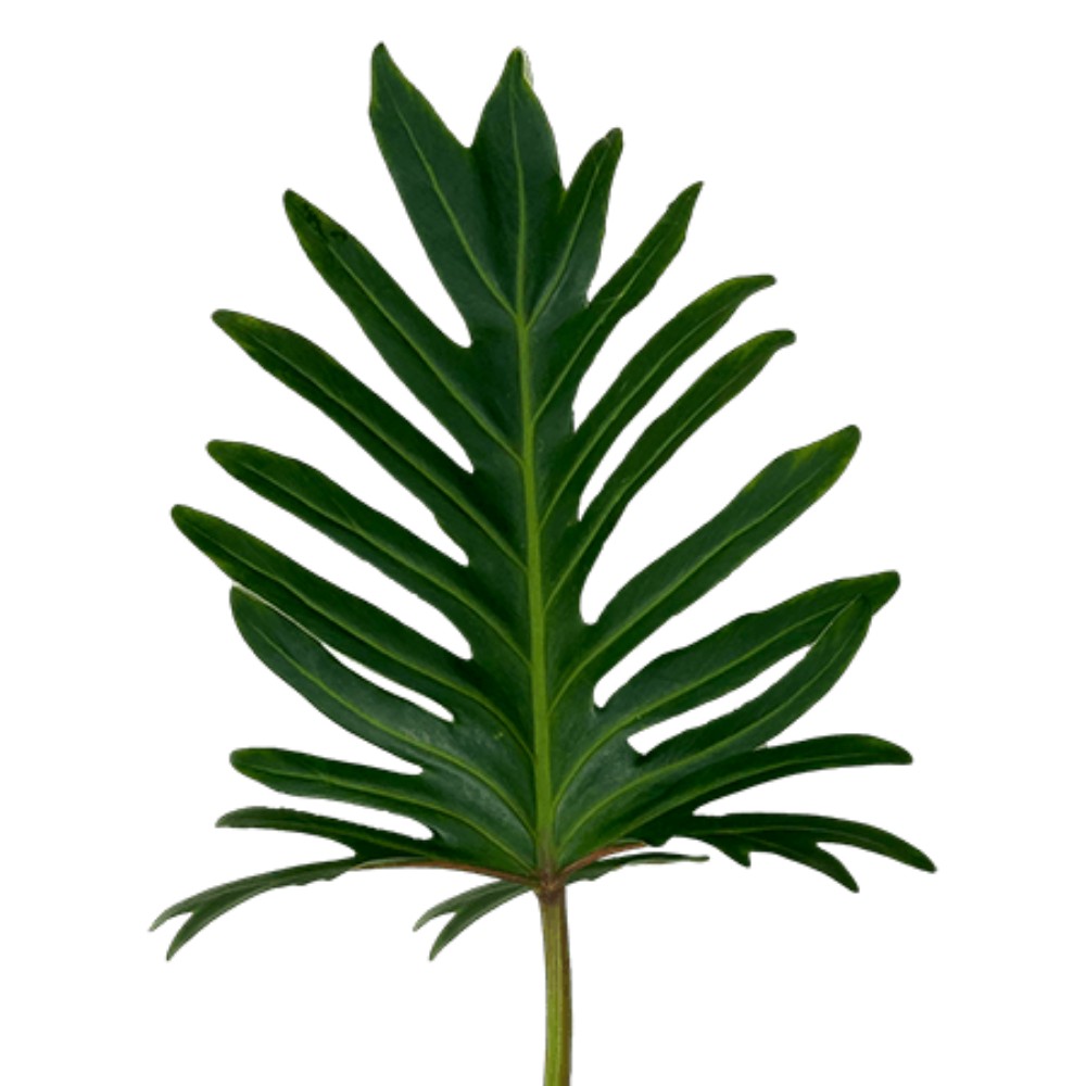 Філодендрон "Ксантал"