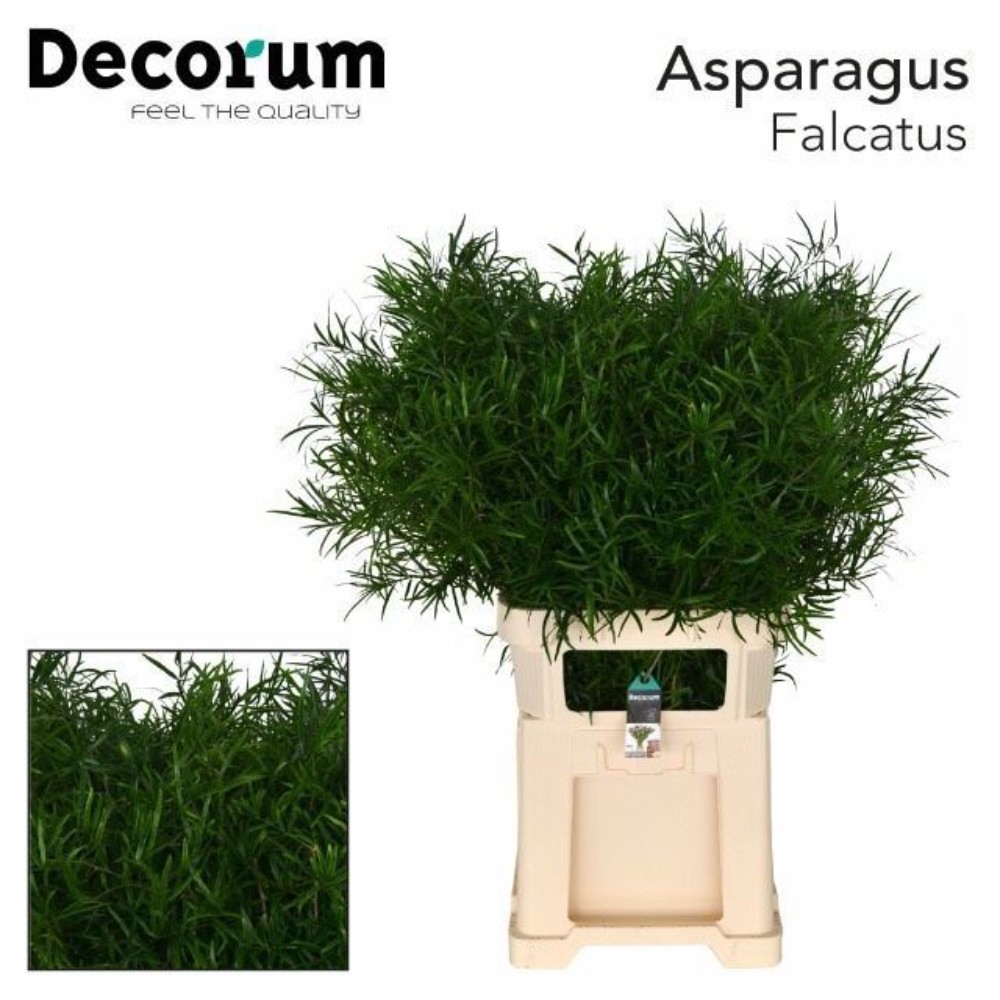 Аспарагус "Фалькатус", 85см