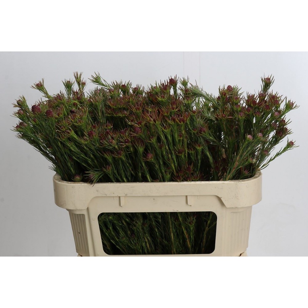 Леукодендрон "Джубілі Краун"